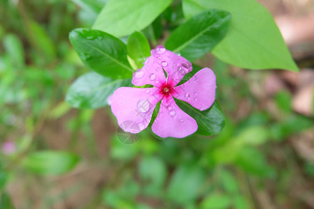 粉红长春花雨滴图片