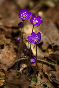 草地上的紫色花朵特写图片