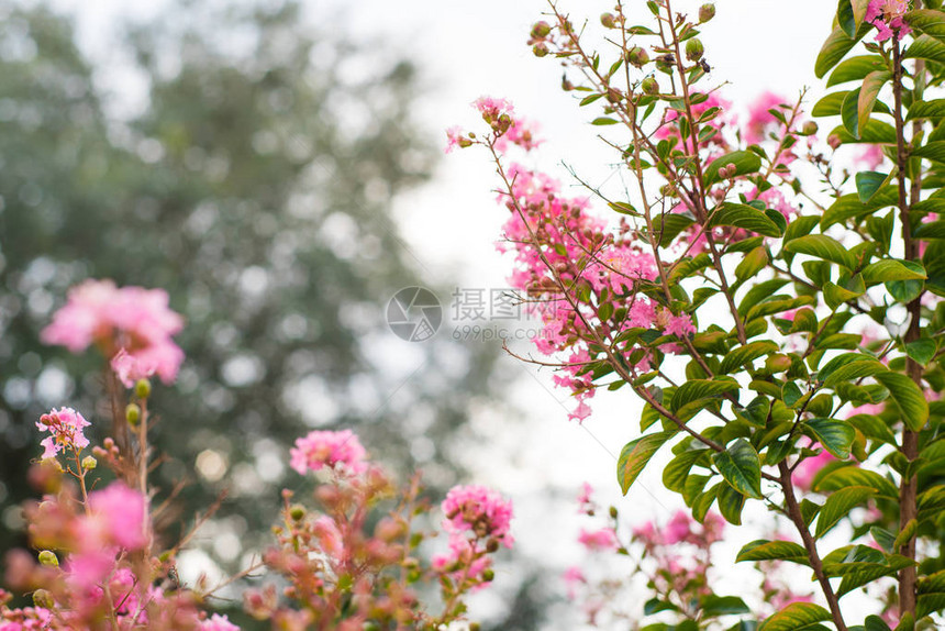 绉绸桃金娘绽放特写背景紫薇花照片拍摄于佛罗里达州西北部图片