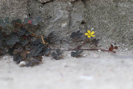 坚固的青黄花从混凝土而浓厚的图片