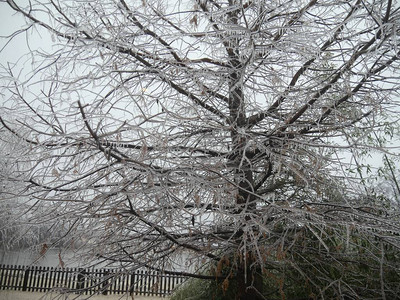 无叶松树的中质与冬季冰雪覆盖的树枝和图片