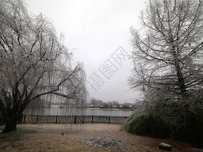 寒冷的冬天清晨在冰盖着树木枝的后院图片