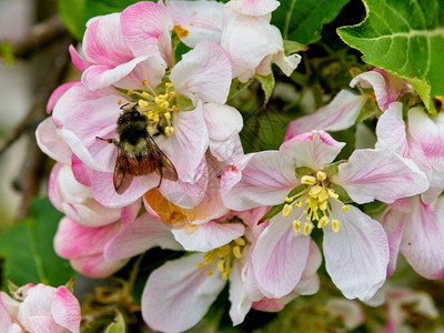 春天开花的苹果花上的蜜蜂图片