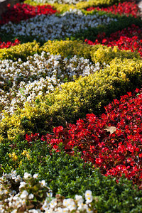 鲜花与树叶相片照片来自Flic图片