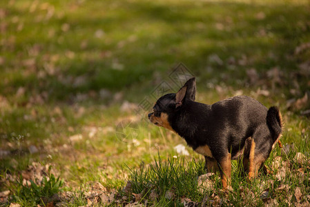 吉娃狗在草地上排便吉娃便图片