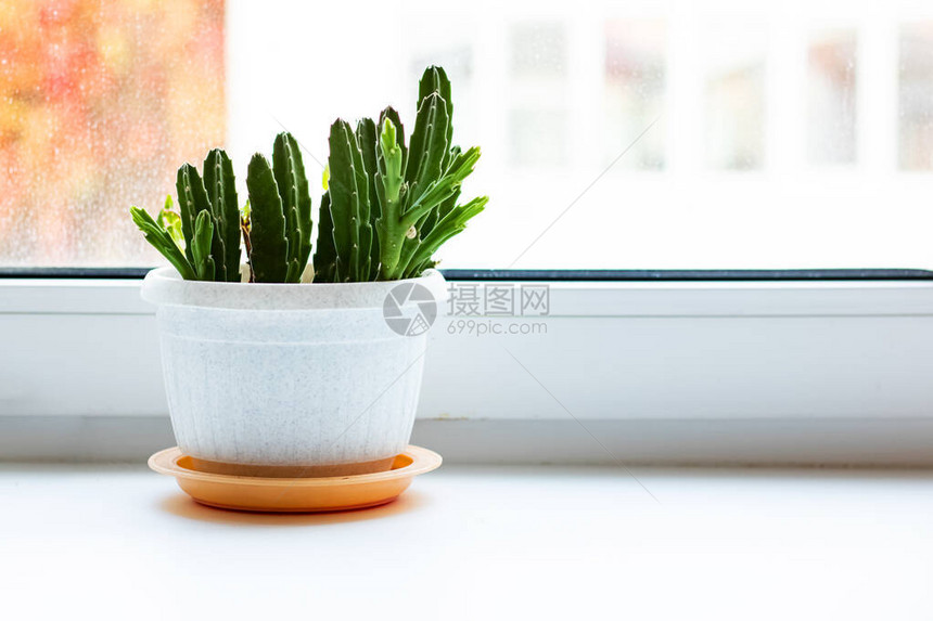 白色窗台上的罐子中的绿色植图片