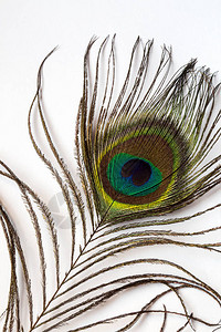 白色背景的美丽的异国孔雀羽毛图片