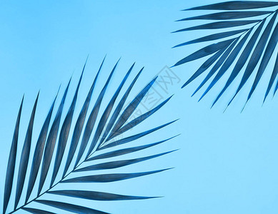 棕榈树叶呈时尚的蓝色背景图片
