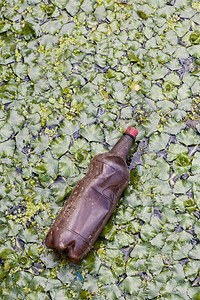 环境污染湖草里的塑料瓶图片