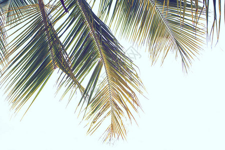 在浅色背景的绿色椰子棕榈树叶子背景图片