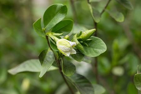 关闭白花栀子花图片