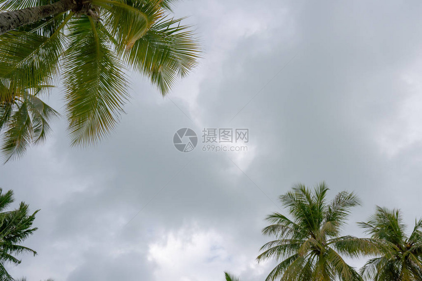 天空多云背景上倾斜的椰子树图片