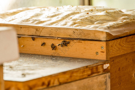 有蜜蜂的养蜂人房子在蜂窝图片