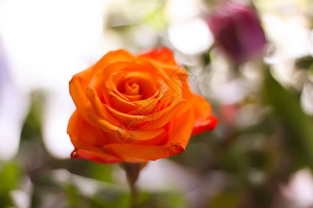 美丽明亮的玫瑰花图片