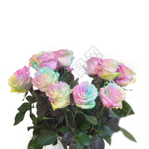 彩虹玫瑰或迪斯科玫瑰或快乐玫瑰花朵在白图片