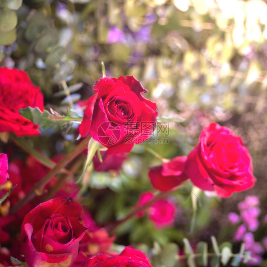 美丽的红玫瑰花在图片