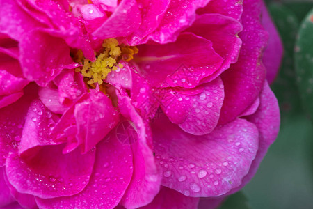 关闭与水滴的桃红色玫瑰背景图片