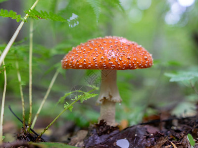 与秋冬蘑菇模糊的天然植物绿图片