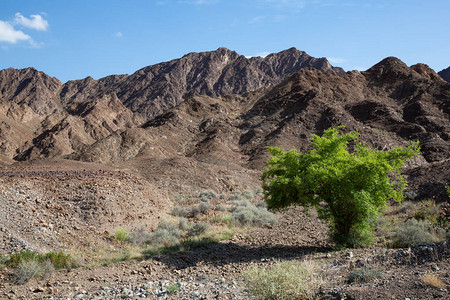 与WadiHoqain相邻的原为贫瘠的山地上图片