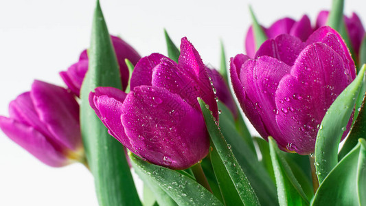 春季紫色郁金香包图片