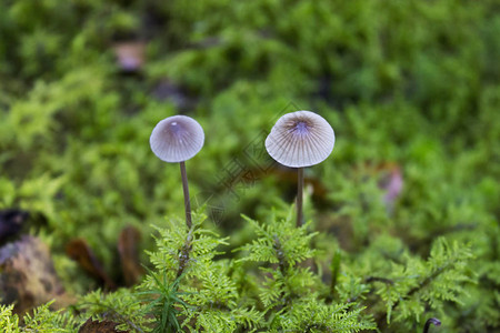 秋天森林里柔软的绿色苔藓上的两个小毒菌飞木耳秋天的蘑菇图片