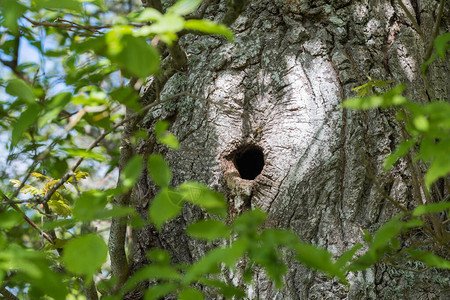 鸟巢在树干的啄木鸟洞里图片