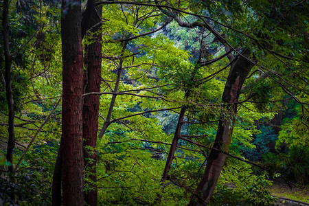 Izumi大和西Izumi森林公图片