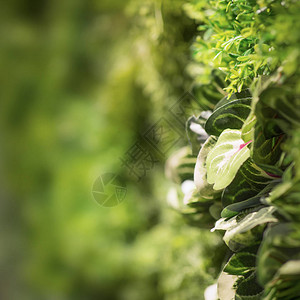 绿色活植物的装饰墙模糊的运动边复图片