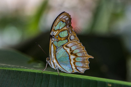 叶子上的热带孔雀石蝴蝶图片