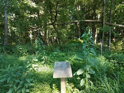 空的木匾和绿草和植物和树木图片