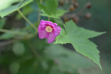 开花的覆盆子粉红色花朵特写拉丁名Rubusod图片