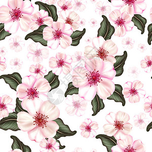 日本樱花开无缝有粉红色花朵图片
