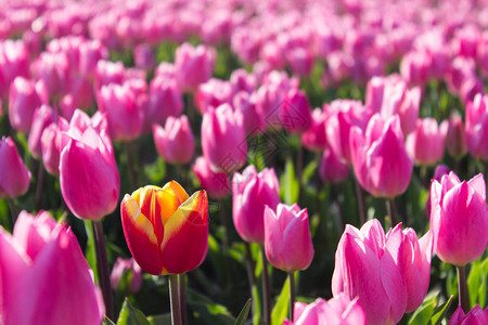 一组彩色郁金香阳光照亮的粉红色和红色花郁金香柔和的选择焦点图片