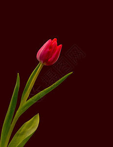 单个孤立的红色郁金花图片