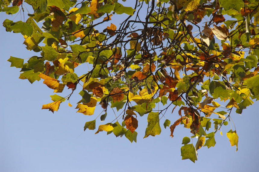 秋天的黄色绿色和红色枫叶在阳光下图片