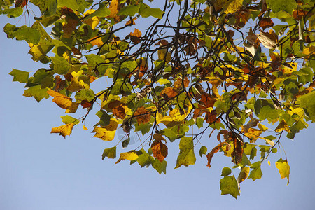 秋天的黄色绿色和红色枫叶在阳光下图片