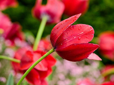 雨后红色的郁金香图片