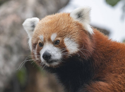 红熊猫火狐或是小熊猫阿柳图片