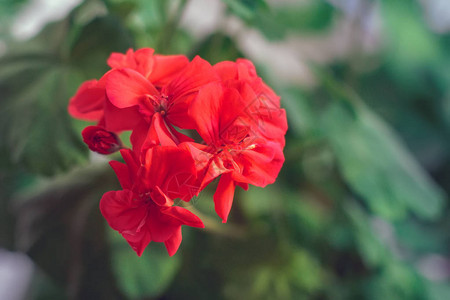 精致的红色天竺葵花开花的室内植物特写图片