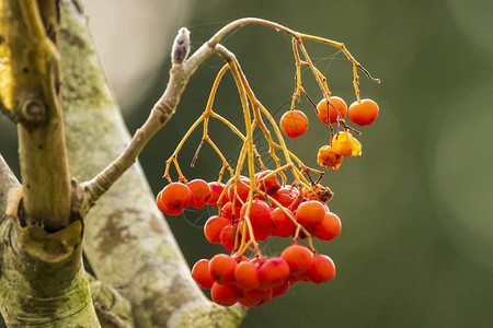 aucuparia树的橘子果图片