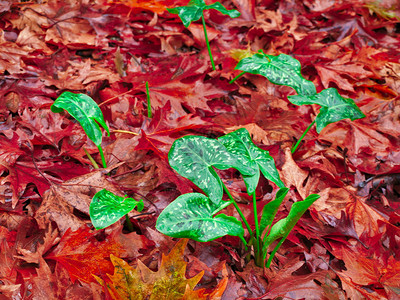 红秋叶覆盖土地的美丽的大叶植物ArumItalicumjalian图片