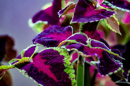 热带植物有亮色紫红色叶子缠绕着绿色背景图片