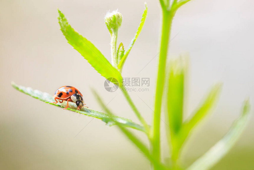 新鲜的充满活力的颜色和阳光图片