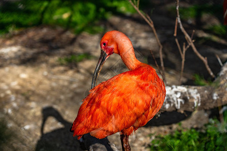 巴塞罗那动物园的ScarletibisEudocimusr图片
