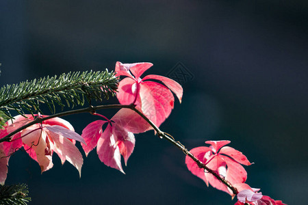 常春藤的红叶与松树的绿枝相伴背景图片