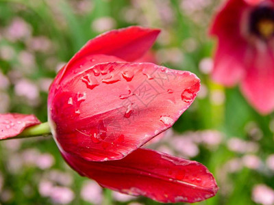 雨后红色的郁金香图片