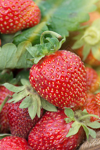 草莓组草莓叶新鲜的草莓水果图片