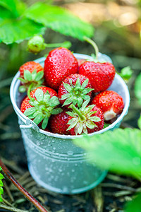 花园里新鲜的草莓有机食品碗里健康的图片