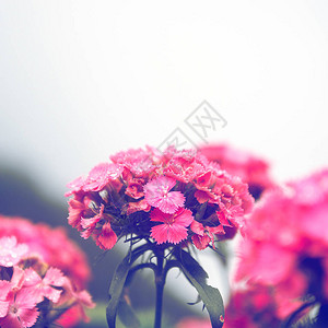 Dianthus花朵图片