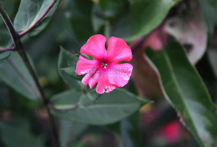 花园福禄考夏季花园中的多年生福禄考花图片